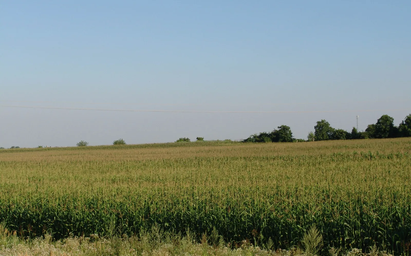 An agricultural field showing rows of crops in organized furrows